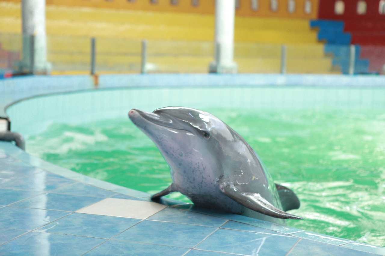 DOLPHIN FEEDING TIME event